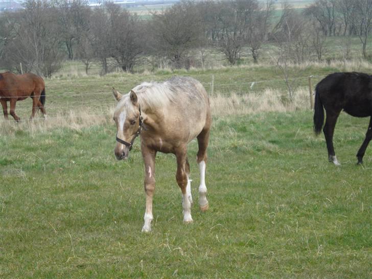Palomino Mirco's  Nemesis billede 5
