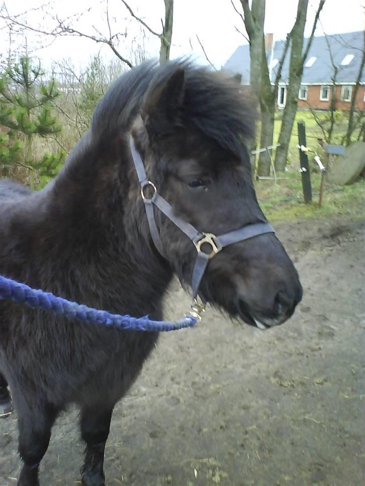 Islænder Fjôla Hindø - SOLGT billede 4