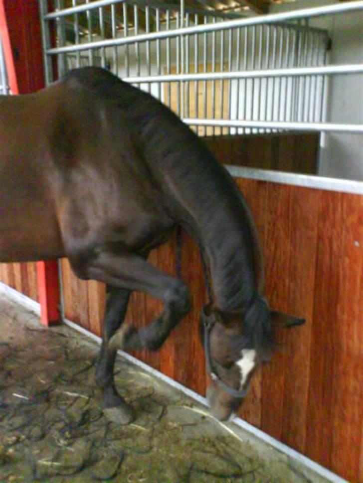 Dansk Varmblod Rafinett - når man keder sig - man har lige fået revet man. hun stod lidt urolig så blev ikk helt lige <´33 billede 5