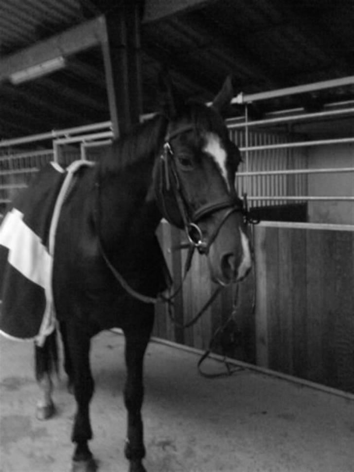 Dansk Varmblod Rafinett - jaa her sover man lidt mere.. det er så hårdt.. billede 6