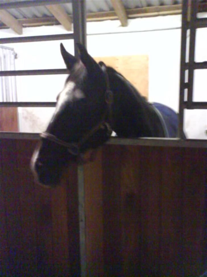 Dansk Varmblod Rafinett - når man lige er kommet ind i boksen - og der snart kommet mad - min dejlige stej <33 billede 7