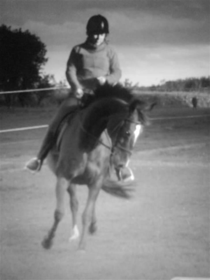 Dansk Varmblod Rafinett - bare i sort/hvid istedet - hun er så dejlig :) billede 8