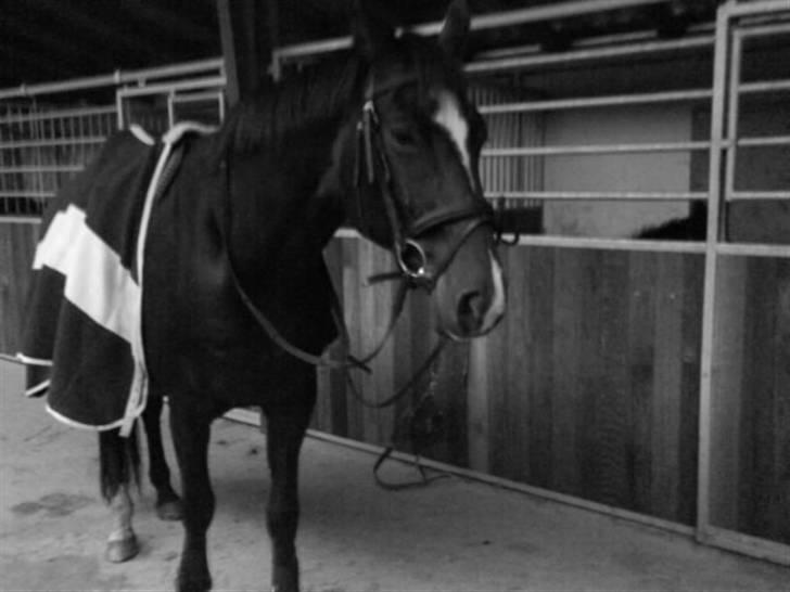 Dansk Varmblod Rafinett - når man er så træt inden man skal ud at lave noget.. <´33 billede 9