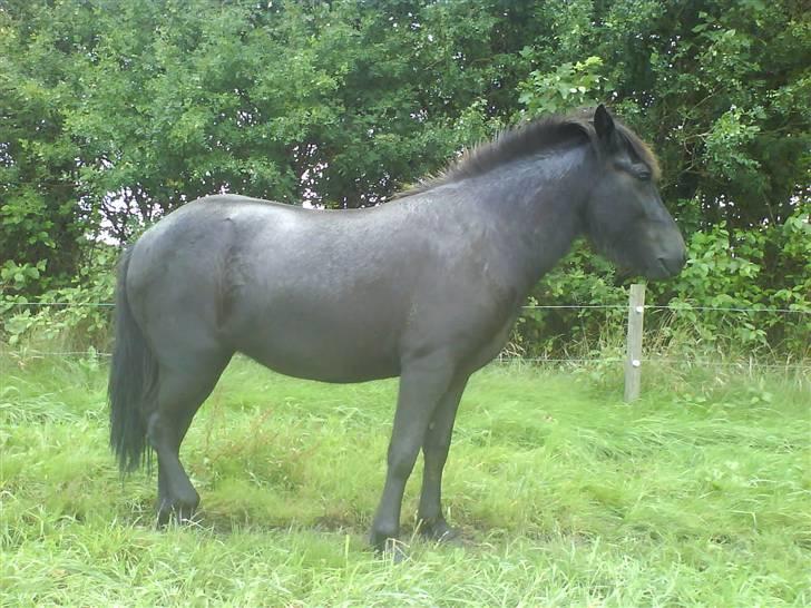 Islænder Fjôla Hindø - SOLGT billede 5