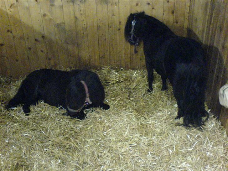 Shetlænder Vejgaards Viggo (Mumi) - Mumi der ligger ned, Speedy der står og sover ved siden af. billede 14