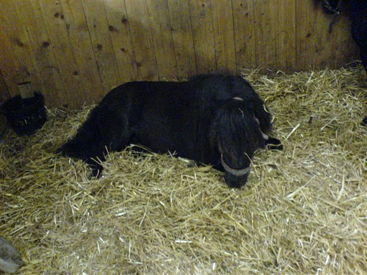 Shetlænder Vejgaards Viggo (Mumi) - En søvnig lille Mumi-trold :) billede 15