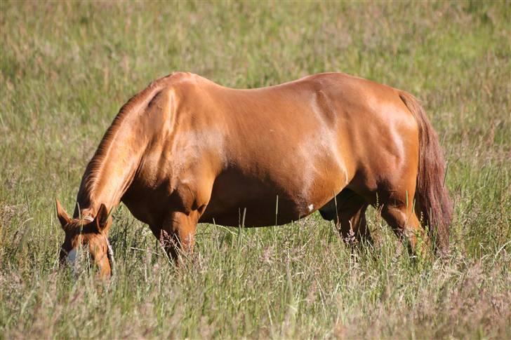 Anden særlig race Kosak *Pony* - Pony på græs. billede 10