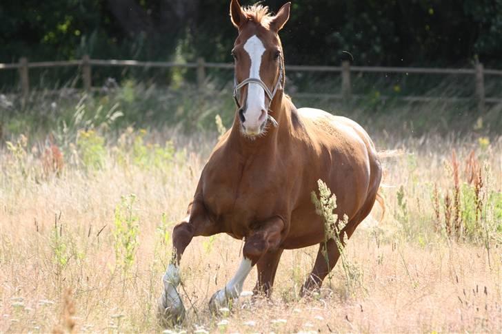 Anden særlig race Kosak *Pony* - Pony i fuld fart. billede 11