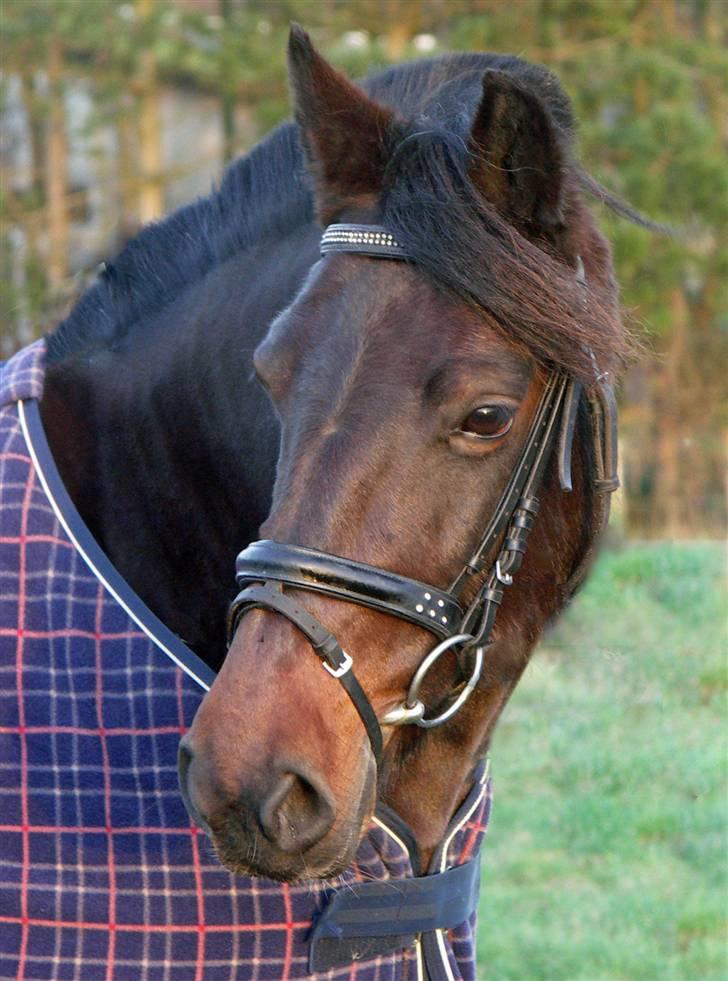 Anden særlig race Stella (solgt) - [14] Efterårs billede 08. foto: Mig.  billede 13