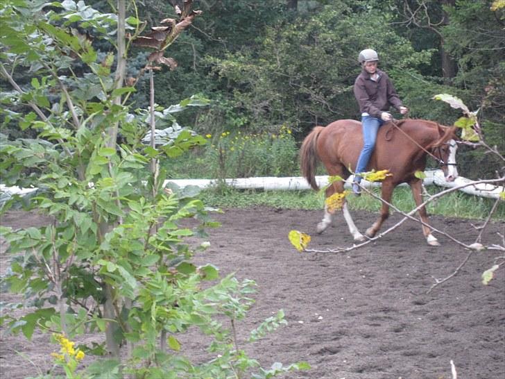 Anden særlig race † Stald Gunnartoft's Safir † - Trav på banen kun i kapsun.
Foto: Mor billede 4