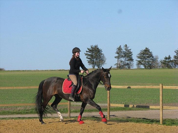 Anden særlig race Nybo's Odessa - Foto: Vibeke Pedersen billede 9