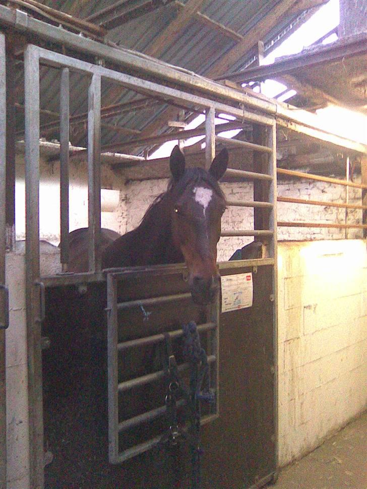 Anden særlig race Nybo's Odessa billede 11