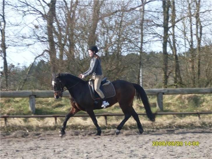 Anden særlig race Nybo's Odessa billede 14