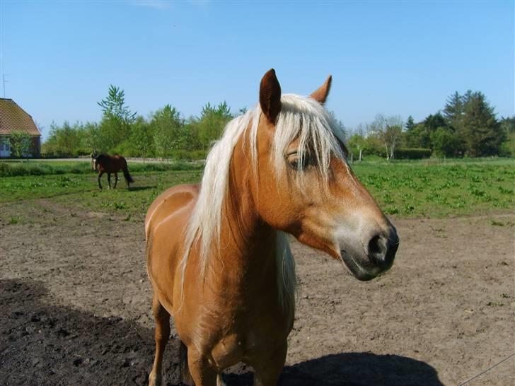 Haflinger Fanny billede 1