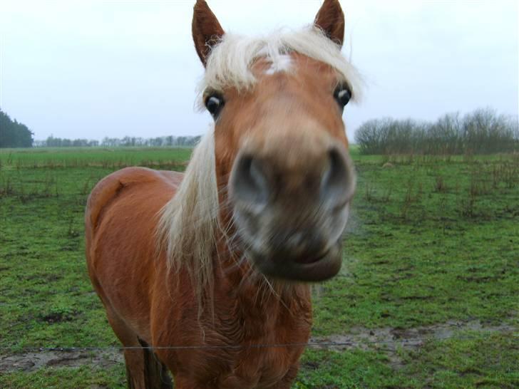 Haflinger Fanny billede 2