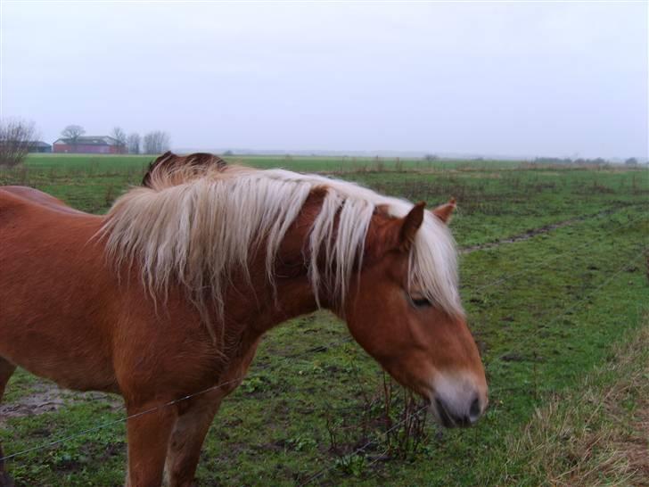 Haflinger Fanny billede 3