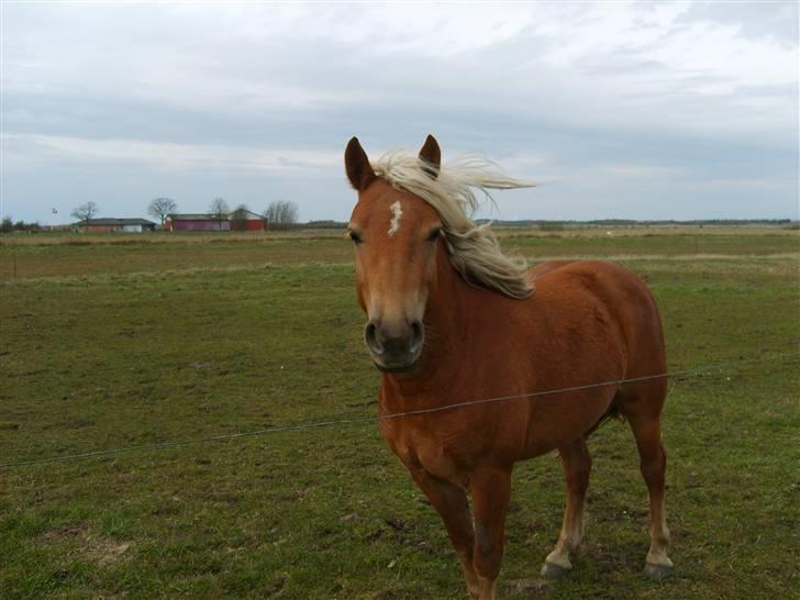 Haflinger Fanny billede 4