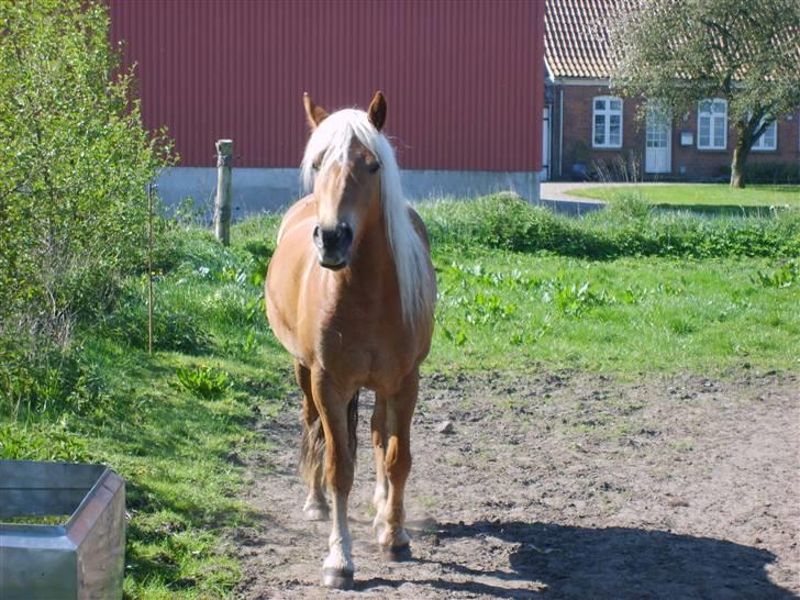 Haflinger Fanny billede 5