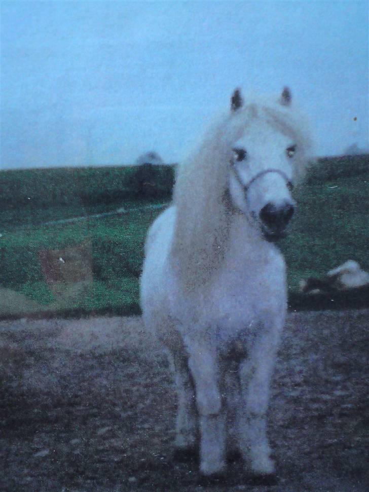 Anden særlig race Ramses SOLGT <3 <3 R.I.P. billede 10