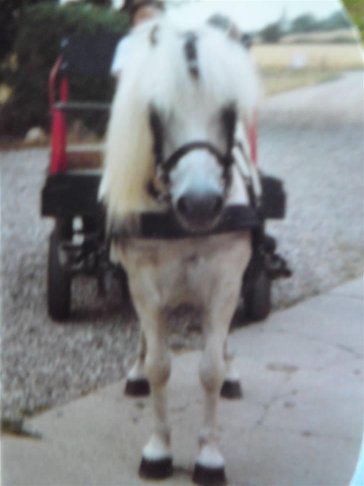 Anden særlig race Ramses SOLGT <3 <3 R.I.P. billede 13