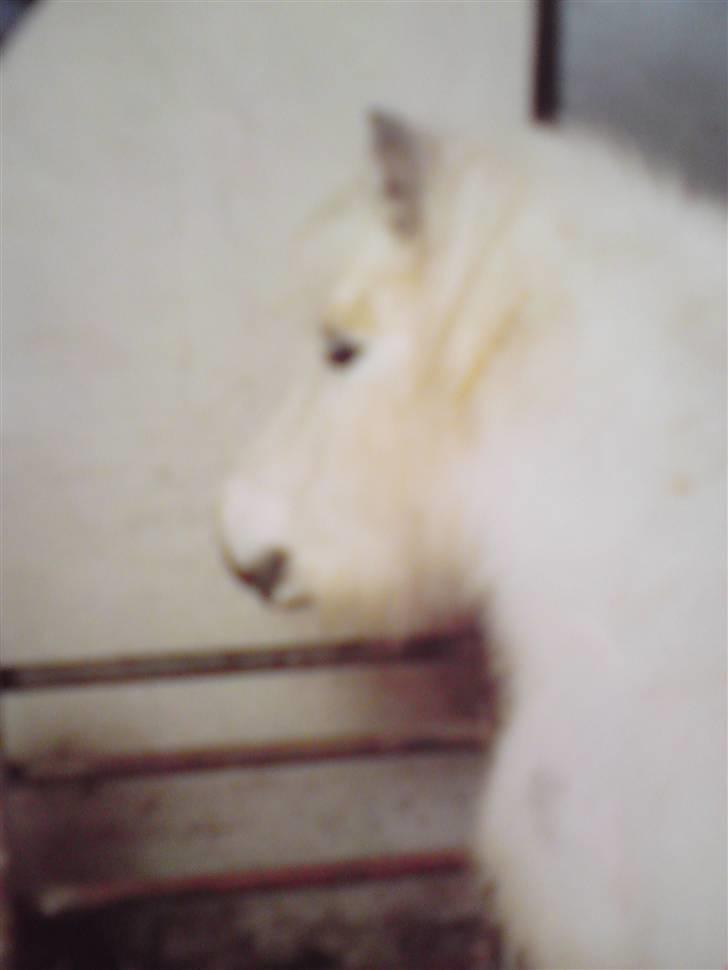 Anden særlig race Ramses SOLGT <3 <3 R.I.P. billede 14