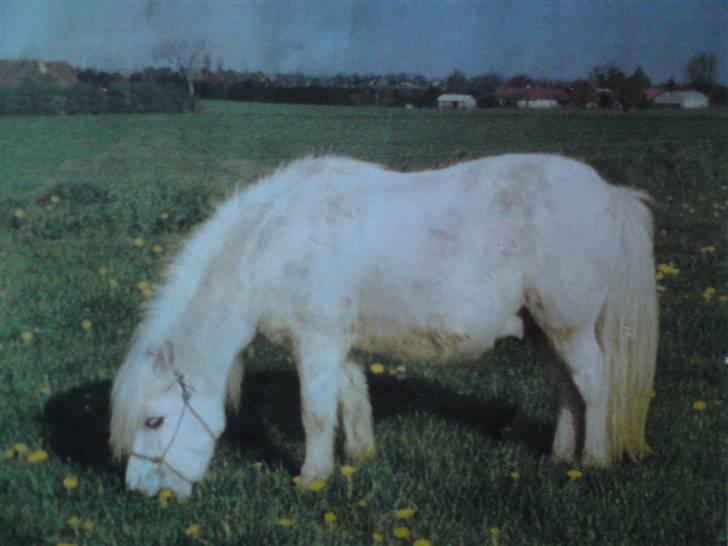 Anden særlig race Ramses SOLGT <3 <3 R.I.P. billede 16