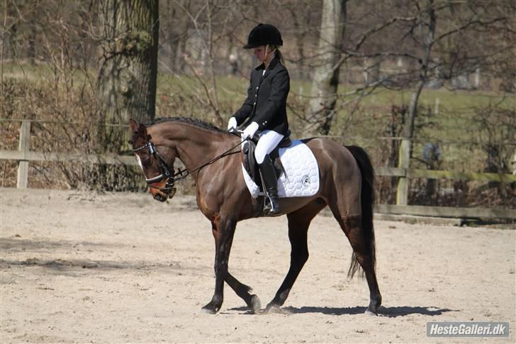 Anden særlig race Emma Embrace *HIMMELHEST* <3 - Dressur stævne - Foto: Christine Kjærgaard billede 8