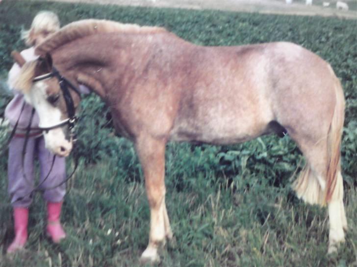 Anden særlig race Lukas R.I.P. billede 1