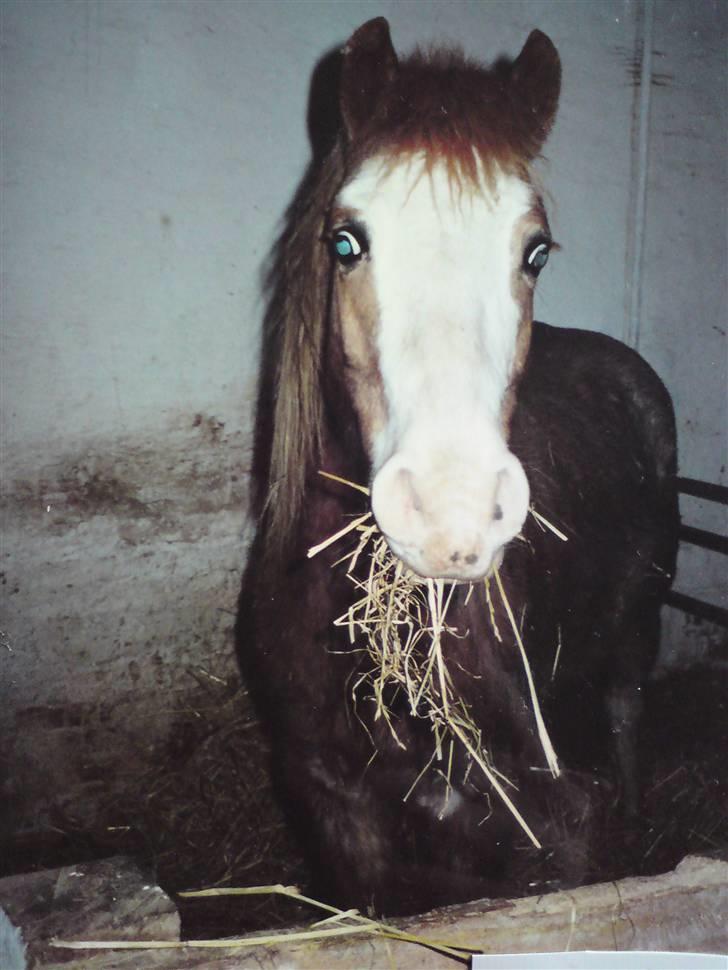 Anden særlig race Lukas R.I.P. billede 4
