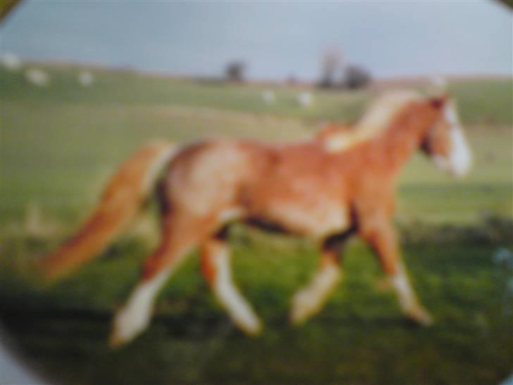 Anden særlig race Lukas R.I.P. billede 9