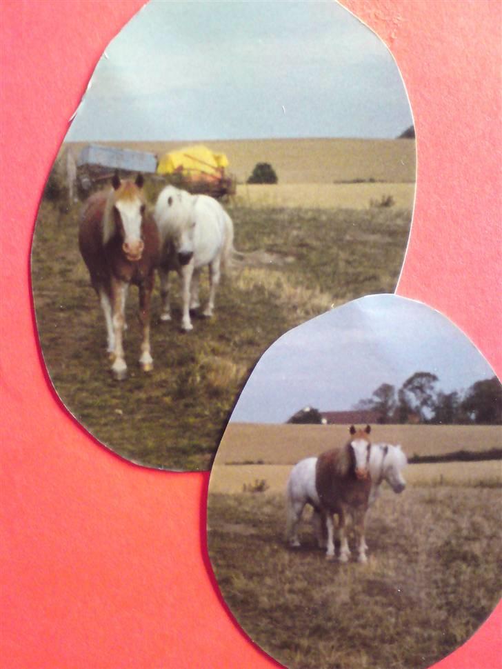 Anden særlig race Lukas R.I.P. billede 10