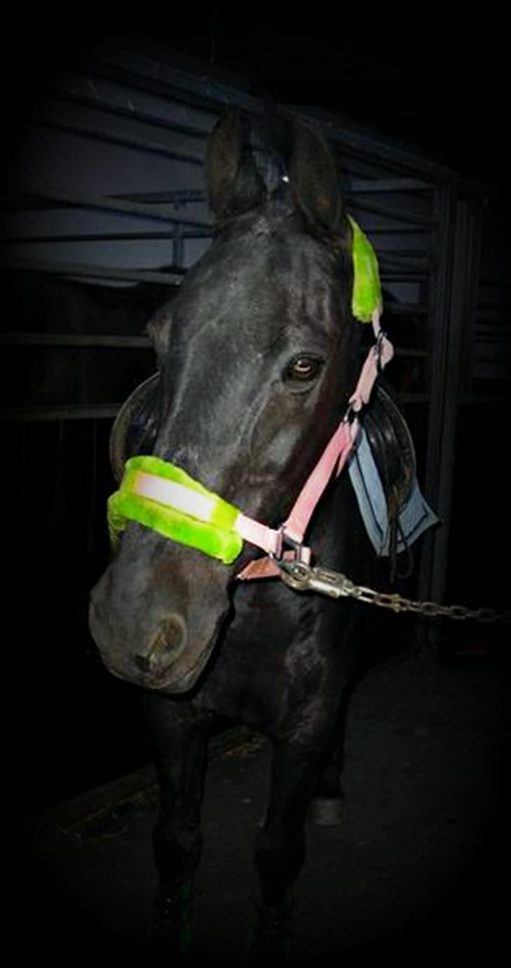 Anden særlig race Robin. *solgt* - efter ridetime :D  *NYT* onsdag d 13. maj 2009 <3 Foto: Mig (; billede 2