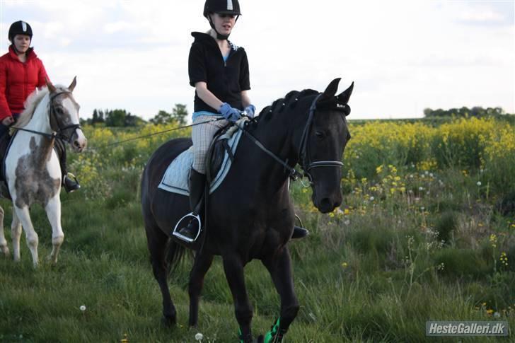 Anden særlig race Robin. *solgt* - *NYT* onsdag d. 13. maj 2009 <3 trav op af en mark <3 foto: Marie (; billede 7