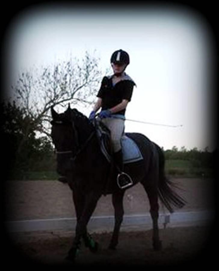 Anden særlig race Robin. *solgt* - *NYT* onsdag d. 13. maj 2009 <3 smuk samlet trav <3 foto: Marie (; billede 8