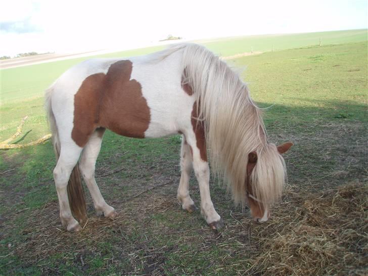 Islænder Fina billede 8