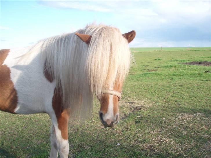 Islænder Fina billede 9