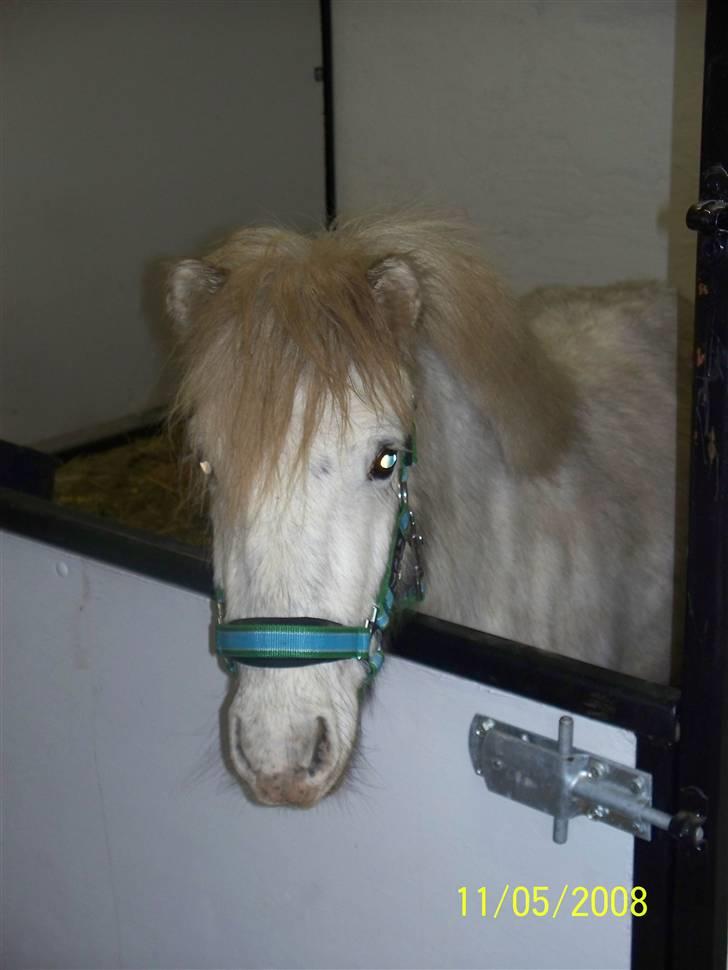 Anden særlig race Napoleon - Lille Napoleon billede 1
