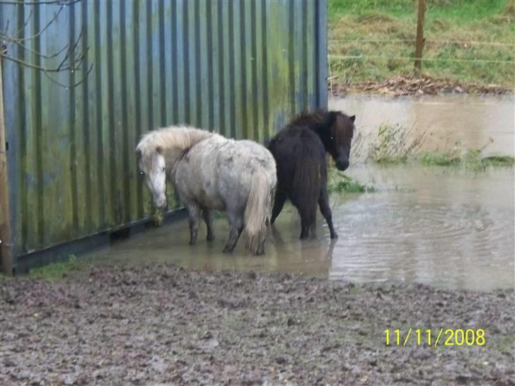 Anden særlig race Napoleon - Napoleon og Caddy er blevet søheste billede 2
