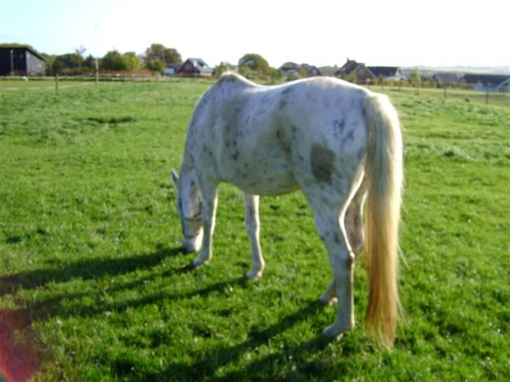 Knabstrupper Coco`s Midnight Beauty  billede 16