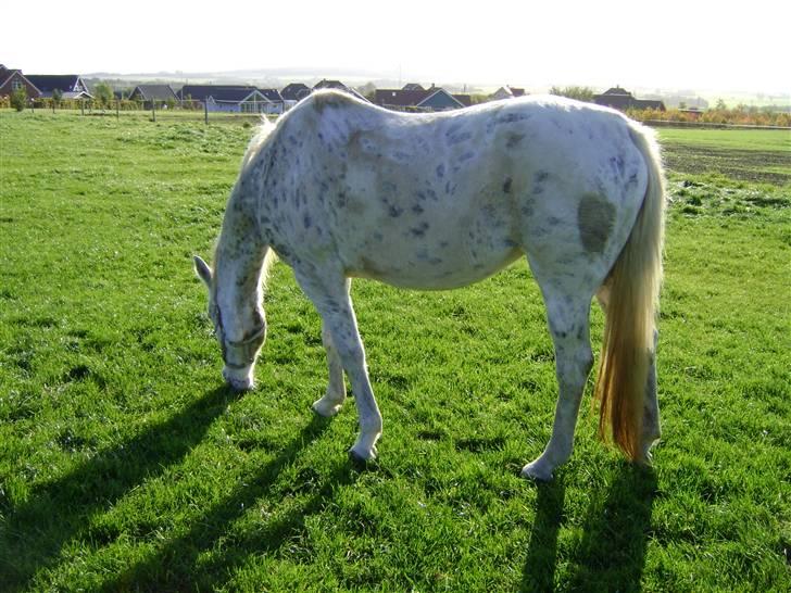 Knabstrupper Coco`s Midnight Beauty  billede 17