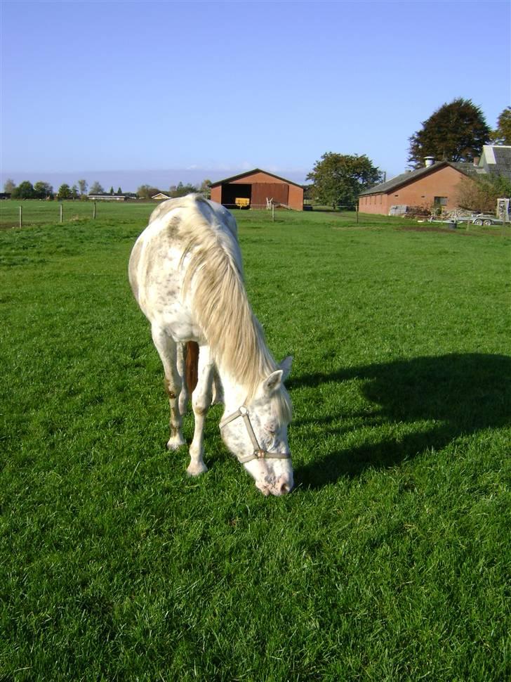 Knabstrupper Coco`s Midnight Beauty  billede 20