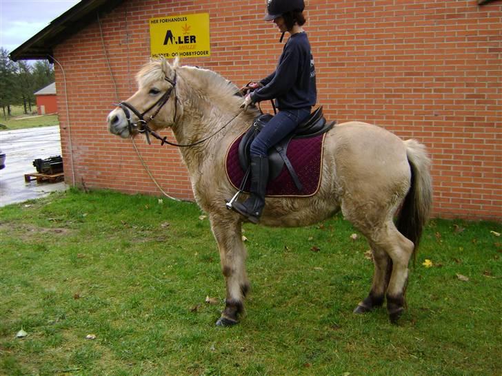 Fjordhest Fila billede 9