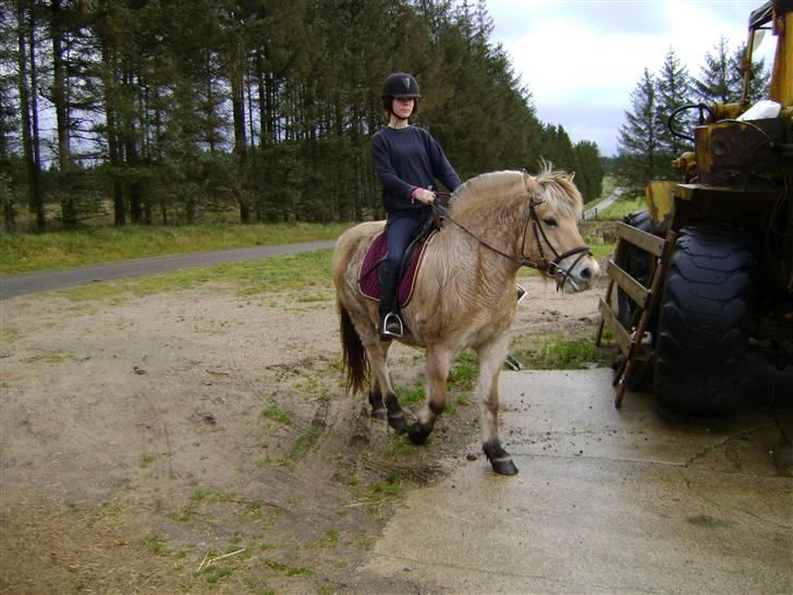 Fjordhest Fila billede 10