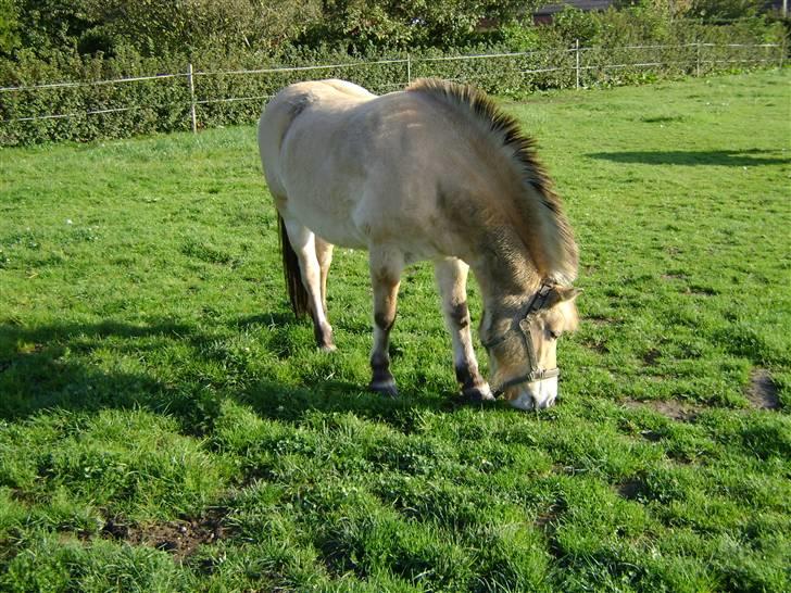 Fjordhest Fila billede 11