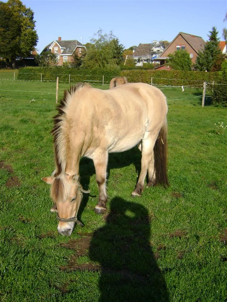 Fjordhest Fila billede 12