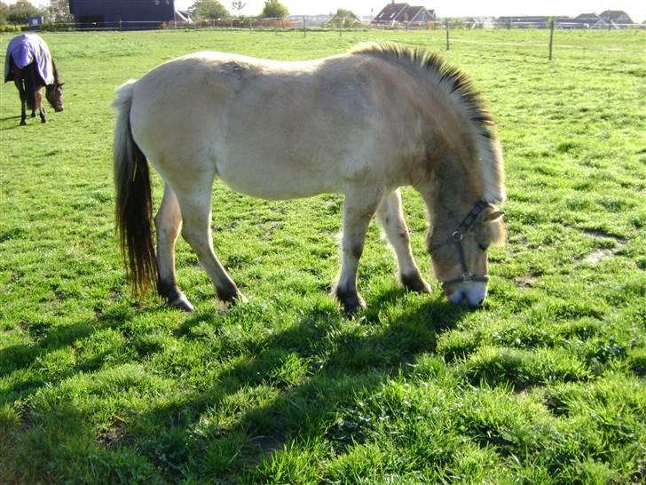 Fjordhest Fila billede 13
