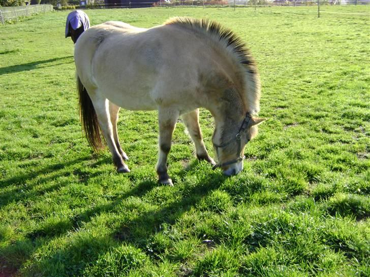 Fjordhest Fila billede 14