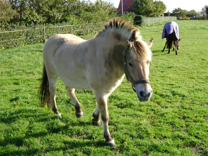 Fjordhest Fila billede 15