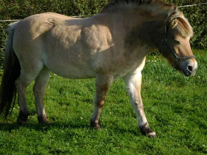 Fjordhest Fila billede 16