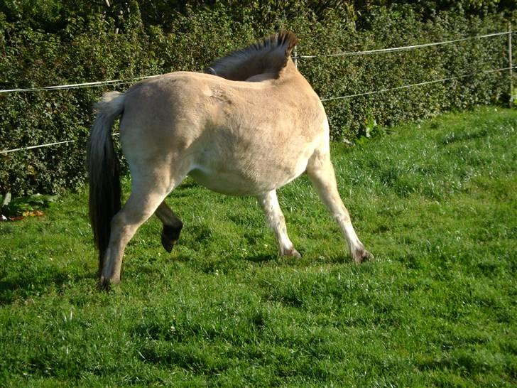 Fjordhest Fila billede 17